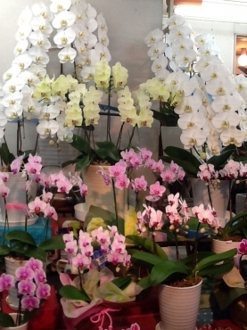 「まなこ花店」　（福岡県北九州市小倉北区）の花屋店舗写真2